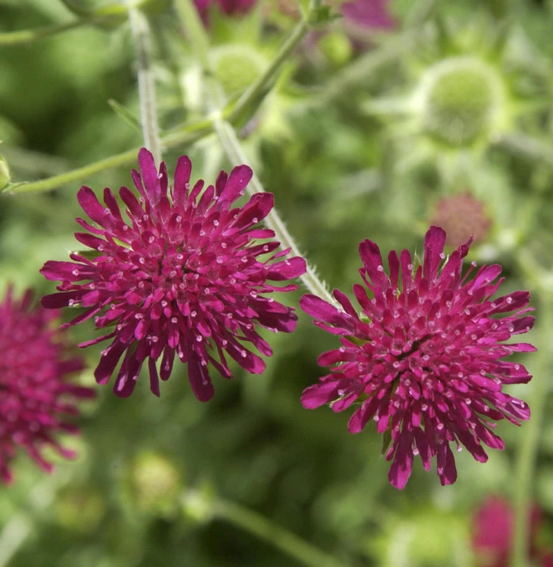 Witwenblume - Knautia Macedonica 3 Witwenblume - Knautia Macedonica