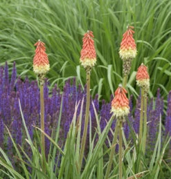 Fackellilie Royal Standard - Kniphofia Hybrid