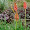 Fackellilie Poco Red - Großer Topf - Kniphofia Uvaria 2 Fackellilie Poco Red - Großer Topf - Kniphofia Uvaria -NR-01 Verkäufe Kniphofia uvaria Poco Red