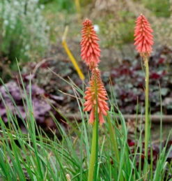 Fackellilie Poco Red - Großer Topf - Kniphofia Uvaria