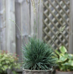 Schillergras Coolio - Koeleria Glauca