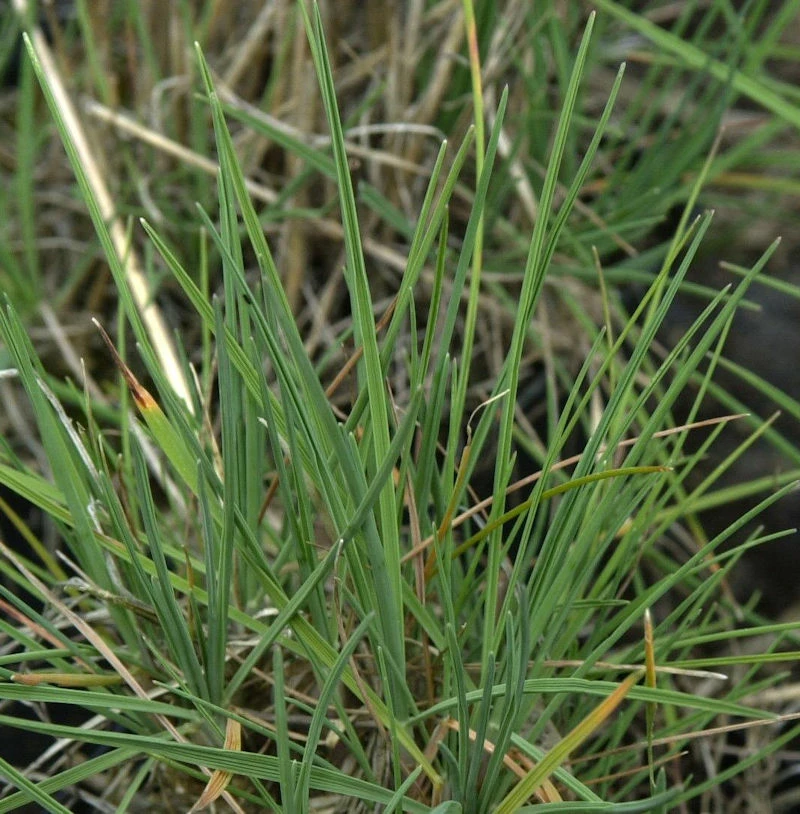 Schillergras - Großer Topf - Koeleria Glauca 3 Schillergras - Großer Topf - Koeleria Glauca