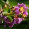 Chinesische Kräuselmyrte Purple Star® 20-30cm - Lagerstroemia Indica 2 Chinesische Kräuselmyrte Purple Star® 20-30cm - Lagerstroemia Indica -NR-01 Verkäufe Lagerstroemia indica Purple Star 1