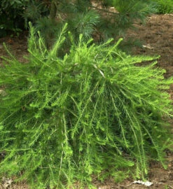 Europäische Lärche Bogle 80-100cm - Larix Decidua