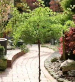 Hochstamm Japanische Korkenzieher Lärche Diana 40-60cm - Larix Kaempferi