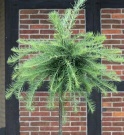 Hochstamm Europäische Zwerg Lärche Kornik 100-125cm - Larix Kaempferi
