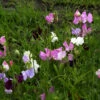 Breitblättrige Platterbse - Lathyrus Latifolius 2 Breitblättrige Platterbse - Lathyrus Latifolius -NR-01 Verkäufe Lathyrus latifolius