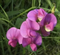 Staudenwicke Rosa Perle - Lathyrus Latifolius