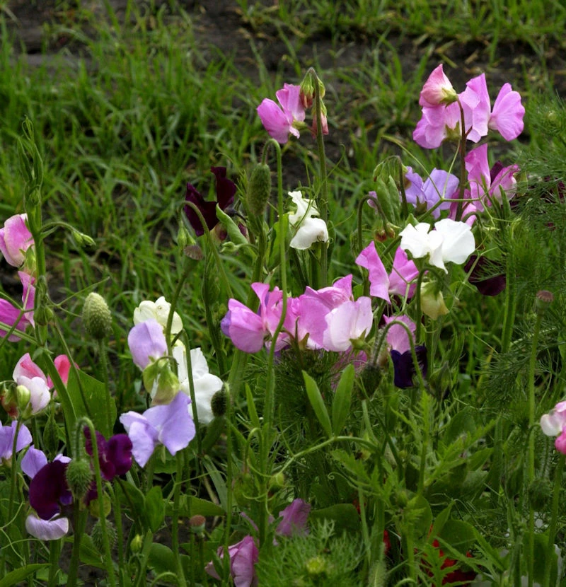 Breitblättrige Platterbse - Lathyrus Latifolius 3 Breitblättrige Platterbse - Lathyrus Latifolius