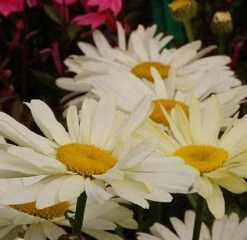 Gartenmargerite Banana Cream - Leucanthemum Superbum
