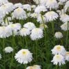 Gartenmargerite Stina - Leucanthemum Superbum 1 Gartenmargerite Stina - Leucanthemum Superbum -NR-01 Verkäufe Leucanthemum superbum Stina