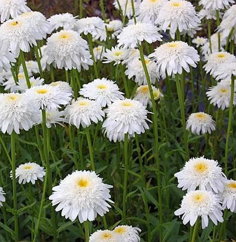 Gartenmargerite Stina - Leucanthemum Superbum 3 Gartenmargerite Stina - Leucanthemum Superbum