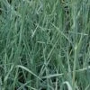 Strandroggen - Leymus Arenarius 1 Strandroggen - Leymus Arenarius -NR-01 Verkäufe Leymus arenarius