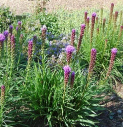 Prachtscharte Kobold - Großer Topf - Liatris Spicata