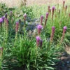 Prachtscharte Kobold - Liatris Spicata 2 Prachtscharte Kobold - Liatris Spicata -NR-01 Verkäufe Liatris spicata Kobold