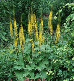 Przewalskis Kreuzkraut - Ligularia Przewalskii