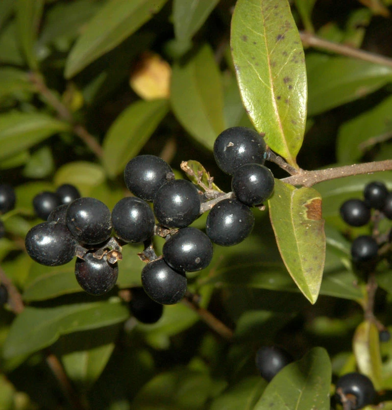 Schwarzgrüner Liguster 40-60cm - Ligustrum Vulgare 3 Schwarzgrüner Liguster 40-60cm - Ligustrum Vulgare