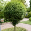 Hochstamm Kugel-Liguster 60-80cm - Ligustrum Delavayanum 2 Hochstamm Kugel-Liguster 60-80cm - Ligustrum Delavayanum -NR-01 Verkäufe Ligustrum delavayanum Stamm