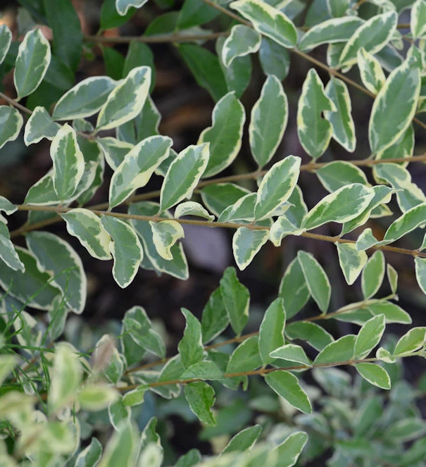 Bewimperter Liguster Musli 60-80cm - Ligustrum Ibota 3 Bewimperter Liguster Musli 60-80cm - Ligustrum Ibota