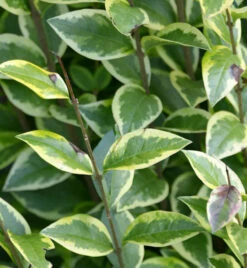 Gold Liguster 30-40cm - Ligustrum Ovalifolium