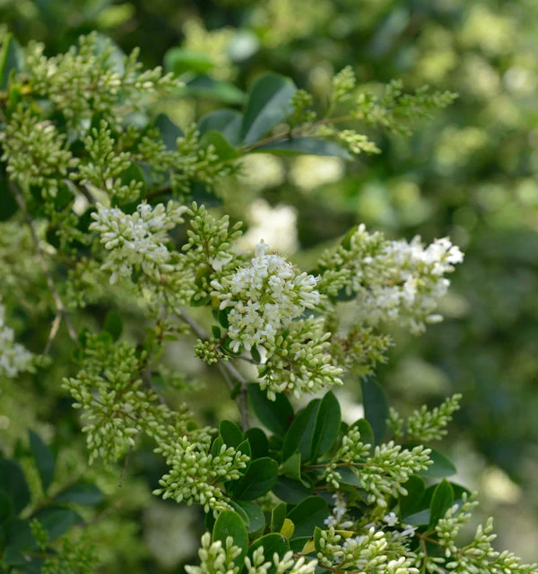 Ovalblättrige Liguster 125-150cm - Ligustrum Ovalifolium 3 Ovalblättrige Liguster 125-150cm - Ligustrum Ovalifolium