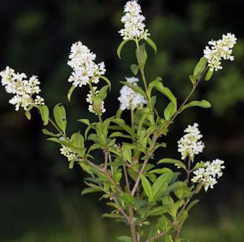 Zwergliguster 40-60cm - Ligustrum Vulgare 3 Zwergliguster 40-60cm - Ligustrum Vulgare