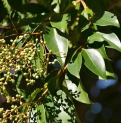 Glanz Liguster 40-60cm - Ligustrum Lucidum