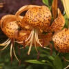 Tiger Lilie - Lilium Lancifolium -NR-01 Verkäufe Lilium lancifolium