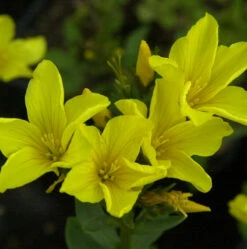 Goldflachs - Linum Flavum