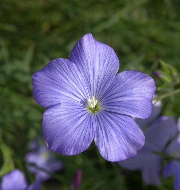 Französischer Lein - Linum Narbonense 3 Französischer Lein - Linum Narbonense