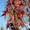 Amerikanischer Amberbaum Stared 100-125cm - Liquidambar Styraciflua -NR-01 Verkäufe Liquidambar styraciflua Stared