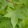 Amerikanischer Amberbaum 80-100cm - Liquidambar Styraciflua