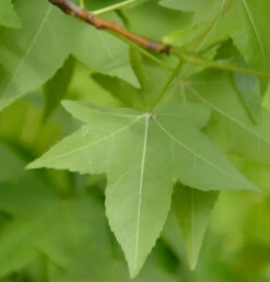 Amerikanischer Amberbaum 60-80cm - Liquidambar Styraciflua