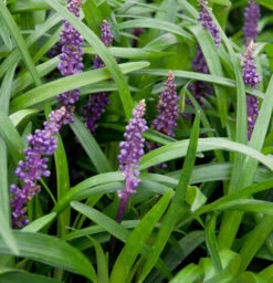 Lilientraube Big Blue - Liriope Muscaria