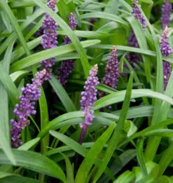 Lilientraube Evergreen Giant - Liriope Muscaria