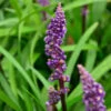 Lilientraube Royal Purple - Liriope Muscaria 2 Lilientraube Royal Purple - Liriope Muscaria -NR-01 Verkäufe Liriope muscaria Royal Purple 1