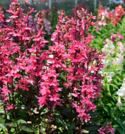 Prachtlobelie Starship Rose - Großer Topf - Lobelia Speciosa