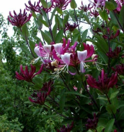 Geißschlinge Goldflame 80-100cm - Lonicera Heckrottii