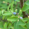 Blaue Heckenkirsche 60-80cm - Lonicera Caerulea -NR-01 Verkäufe Lonicera caerulea