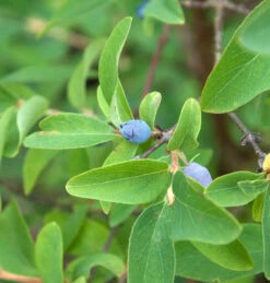 Blaue Heckenkirsche 60-80cm - Lonicera Caerulea