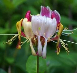 Geißschlinge America Beauty 100-125cm - Lonicera Heckrottii