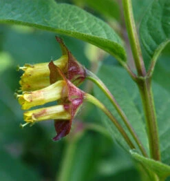 Kalifornische Heckenkirsche 100-125cm - Lonicera Involucrata