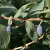 Heckenkirsche MyBerry® Blue Velvet 25-30cm - Lonicera Kamtschatica 2 Heckenkirsche MyBerry® Blue Velvet 25-30cm - Lonicera Kamtschatica -NR-01 Verkäufe Lonicera kamtschatica MyBerry Blue Velvet