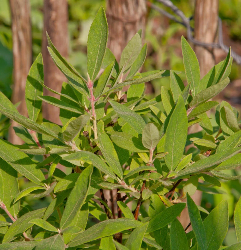 Honigbeere MyBerry® Farm 30-40cm - Lonicera Kamtschatica 3 Honigbeere MyBerry® Farm 30-40cm - Lonicera Kamtschatica