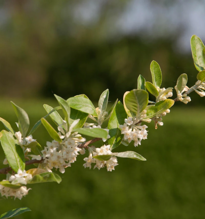 Honigbeere MyBerry® Sweet 30-40cm - Lonicera Kamtschatica 3 Honigbeere MyBerry® Sweet 30-40cm - Lonicera Kamtschatica