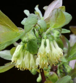 Heckenkirsche Eisbär® 40-60cm - Lonicera Kamtschatica