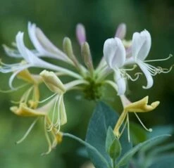 Waldgeisblatt 40-60cm - Lonicera Periclymenum