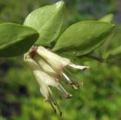 10x Böschungsmyrte 20-30cm - Lonicera Pileata