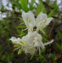 Winter Heckenkirsche 40-60cm - Lonicera Purpusii