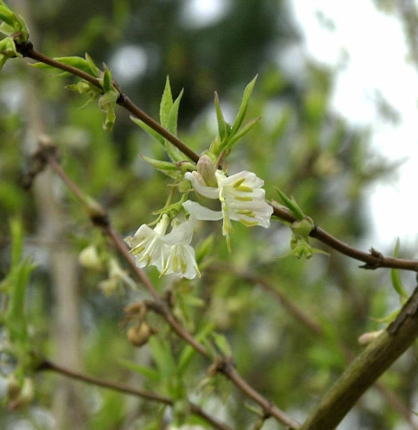 Winter Heckenkirsche Winter Beauty 40-60cm - Lonicera Purpusii 3 Winter Heckenkirsche Winter Beauty 40-60cm - Lonicera Purpusii
